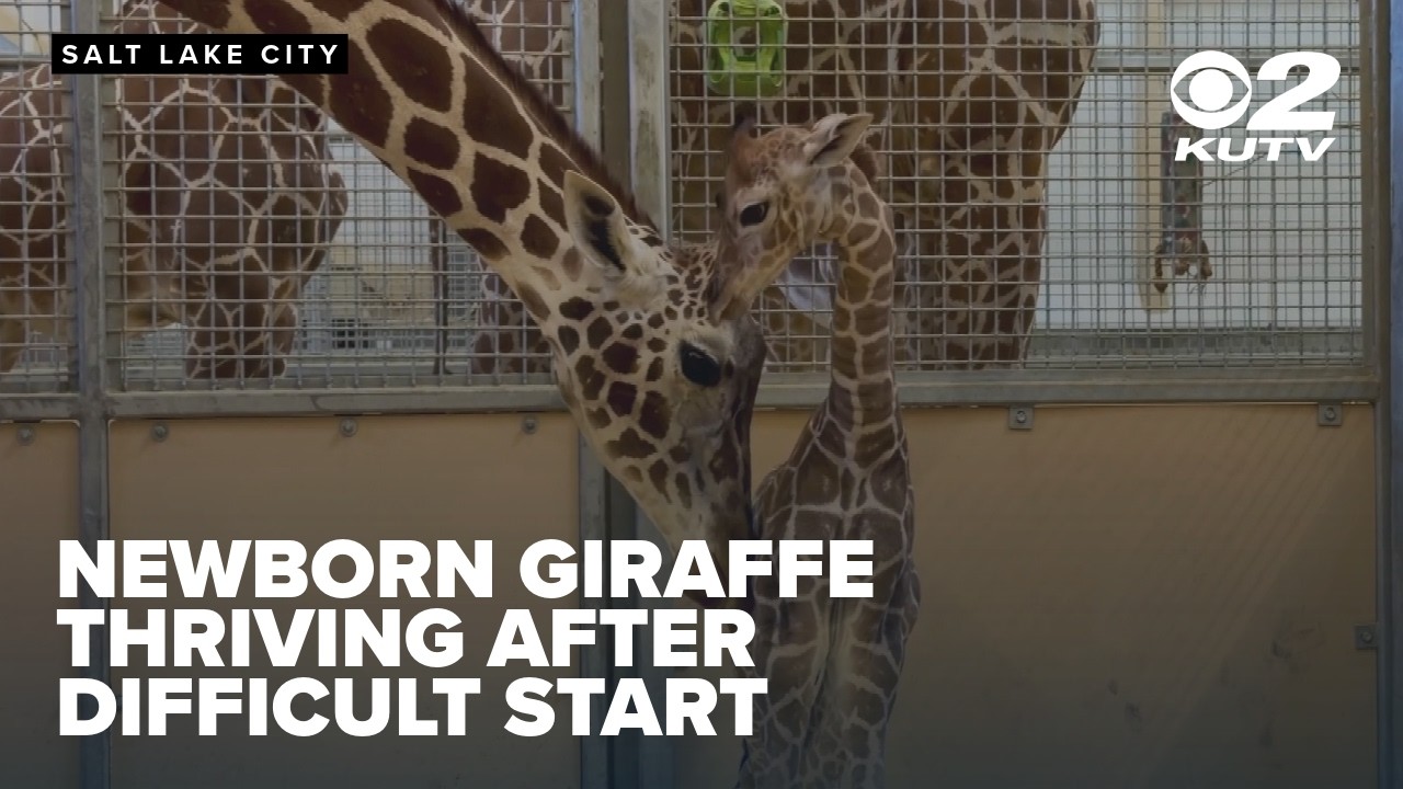 Baby giraffe, Hal, thriving at Utah's Hogle Zoo after somewhat difficult start