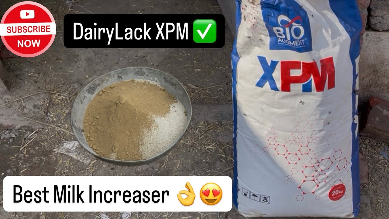 Best milk increaser in Pakistan 👌 | | Dairylack product | | XPM ✅ | |