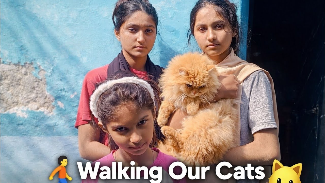 Walking Our Cats in the Street 🐱 | Me Alex & My Sister Wish Cat Vlog