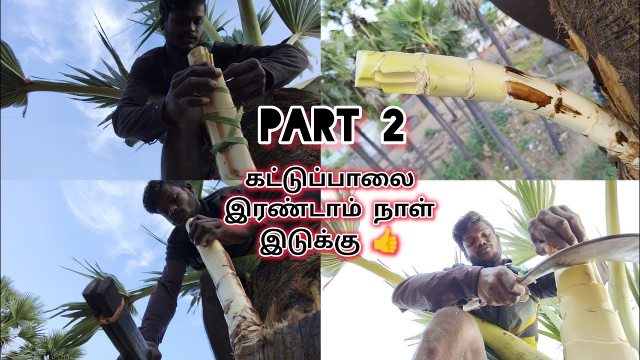 part 2 : கட்டுப்பாலை இரண்டாம் நாள் இடுக்கு 👍 Put the control on the second day full explain video 💪