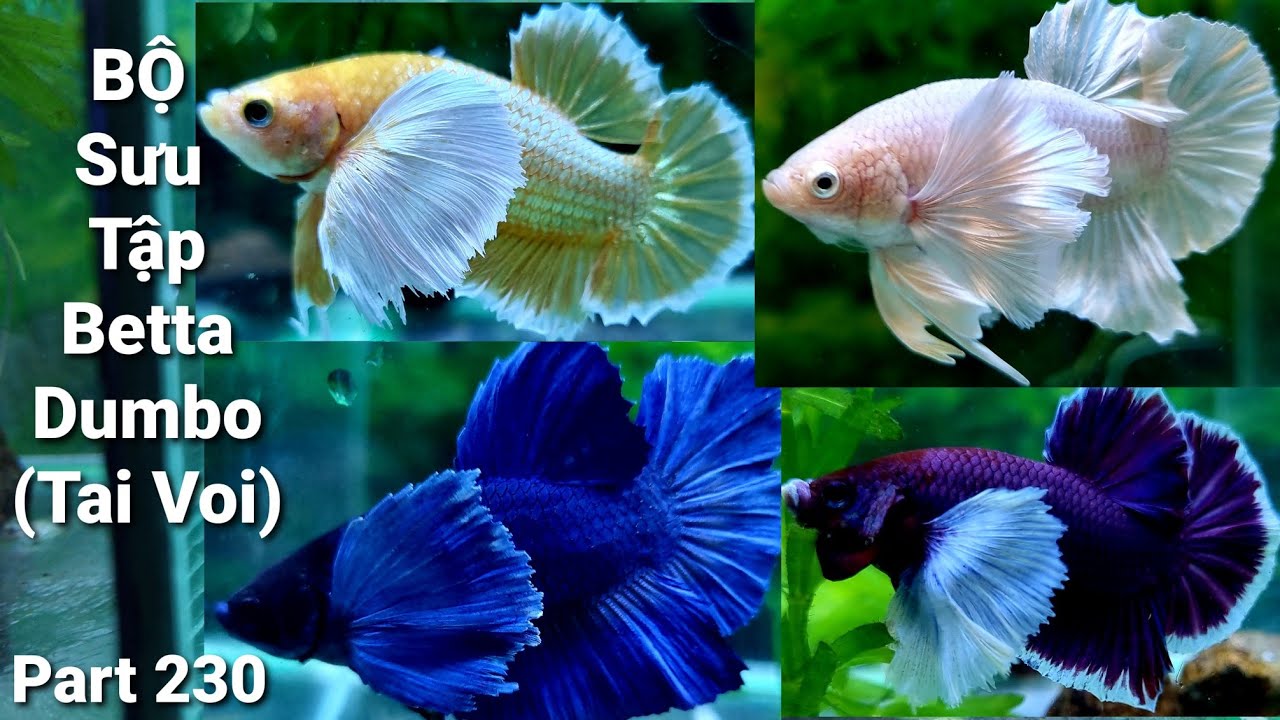 Part 230 Betta Dumbo Gold pk cá betta Tai Voi vàng, tím, trắng, xanh