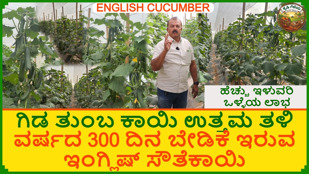 ವರ್ಷದ 300 ದಿನ ಬೇಡಿಕೆ ಇರುವ ಇಂಗ್ಲಿಷ್ ಸೌತೆಕಾಯಿ | ಗಿಡ ತುಂಬ ಕಾಯಿ ಉತ್ತಮ ತಳಿ | English Cucumber