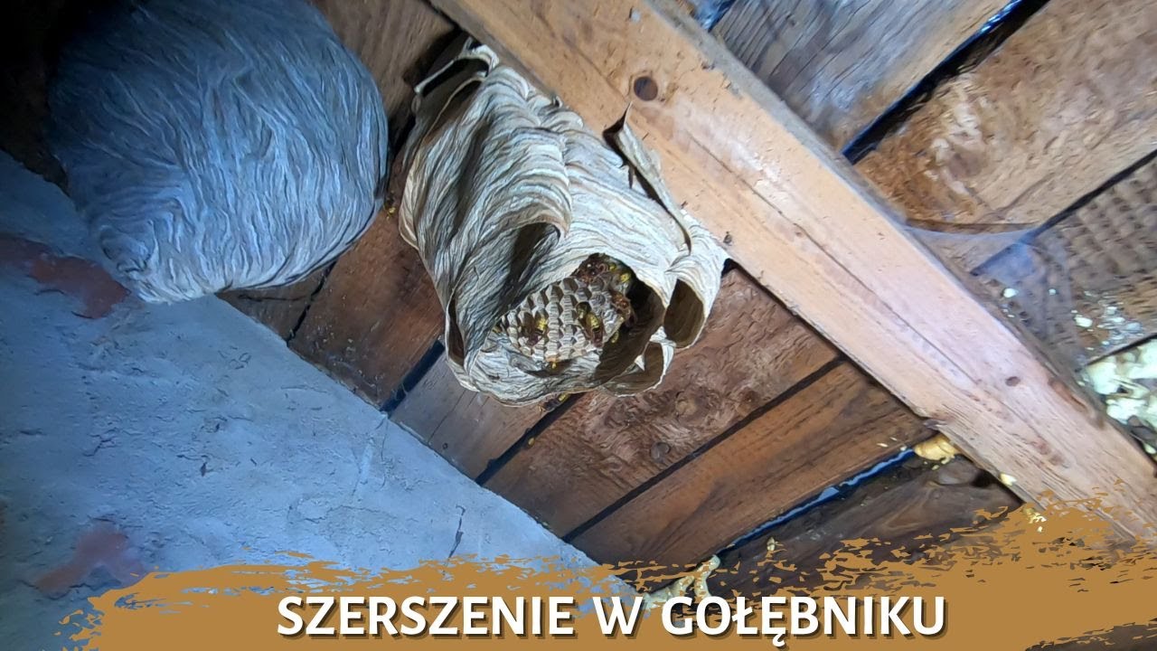 Gniazdo szerszeni w gołębniku - usuwanie gniazda szerszeni