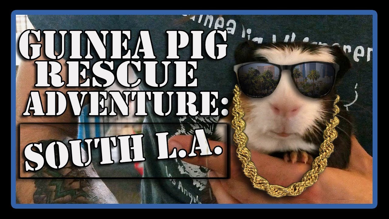 Guinea Pig Rescue Adventure: South L.A. Animal Shelter