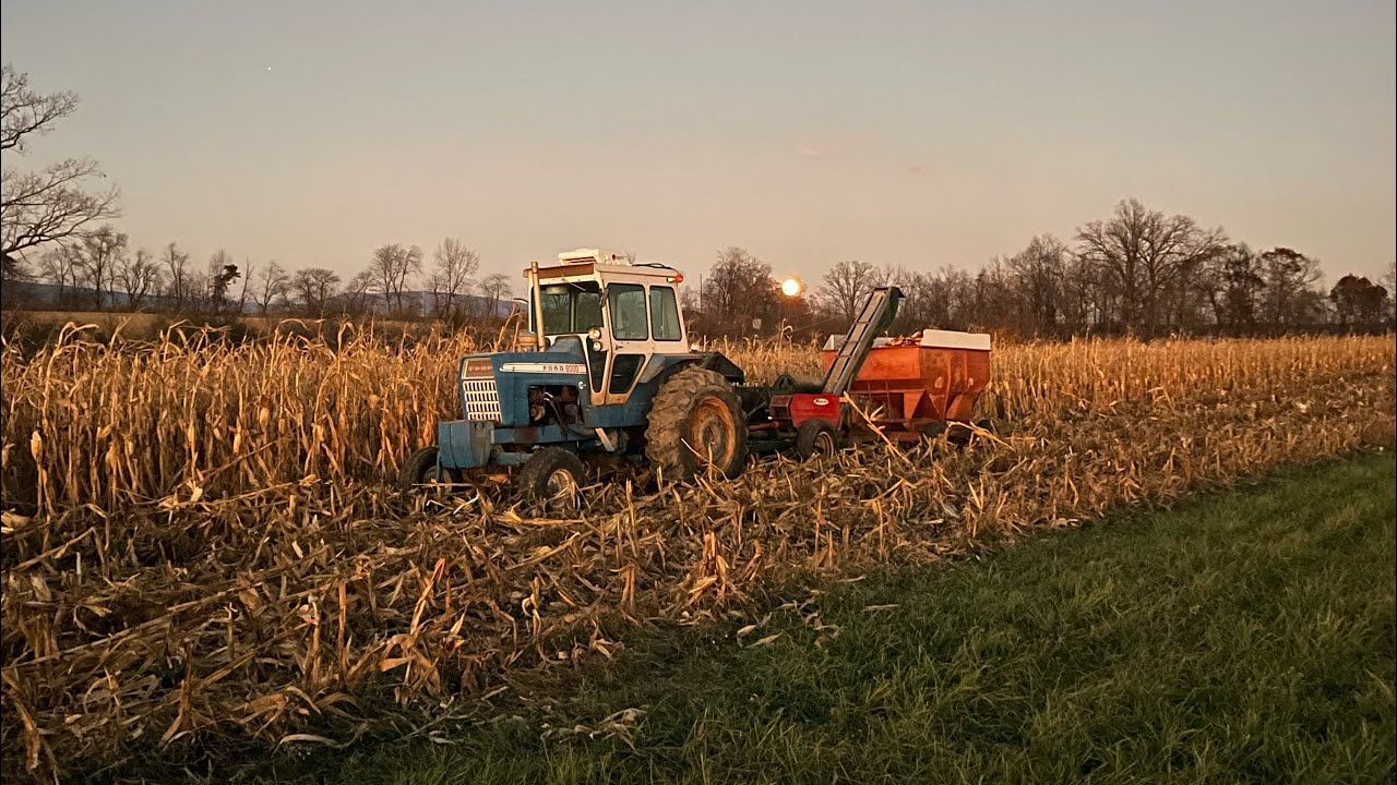 Harvesting Organic Open Pollinated Corn