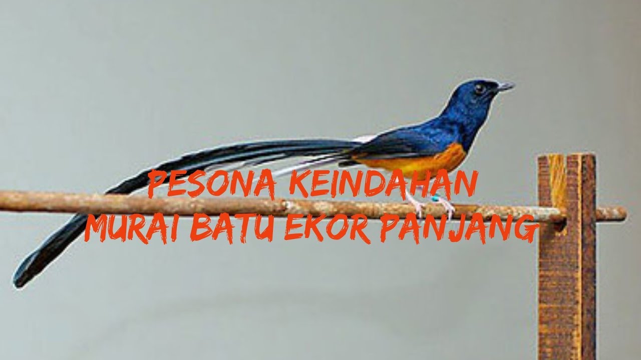 Pesona Murai Batu ekor panjang yang eksotis
