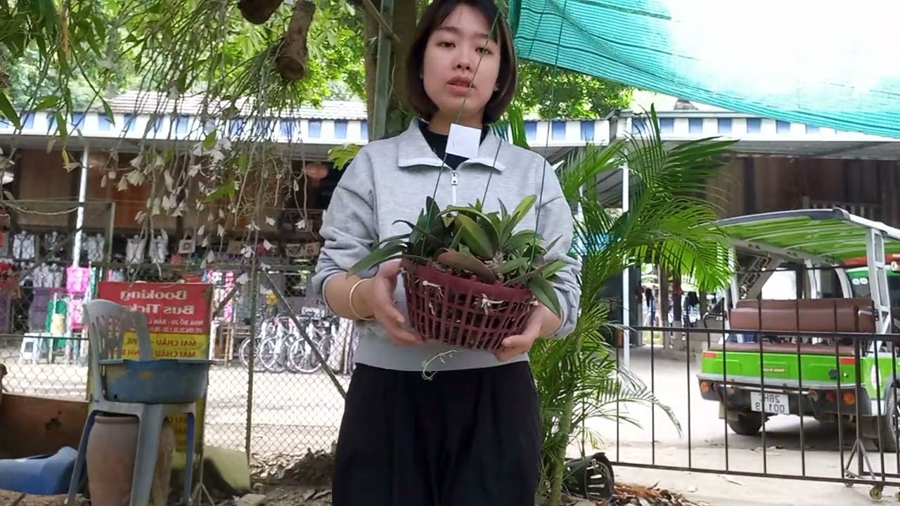 13/3 CÔ GIÁO VÙNG CAO BÁN LAN RỪNG GIÁ RẺ 0364773794 @ PHONG LAN RỪNG HÒA BÌNH 