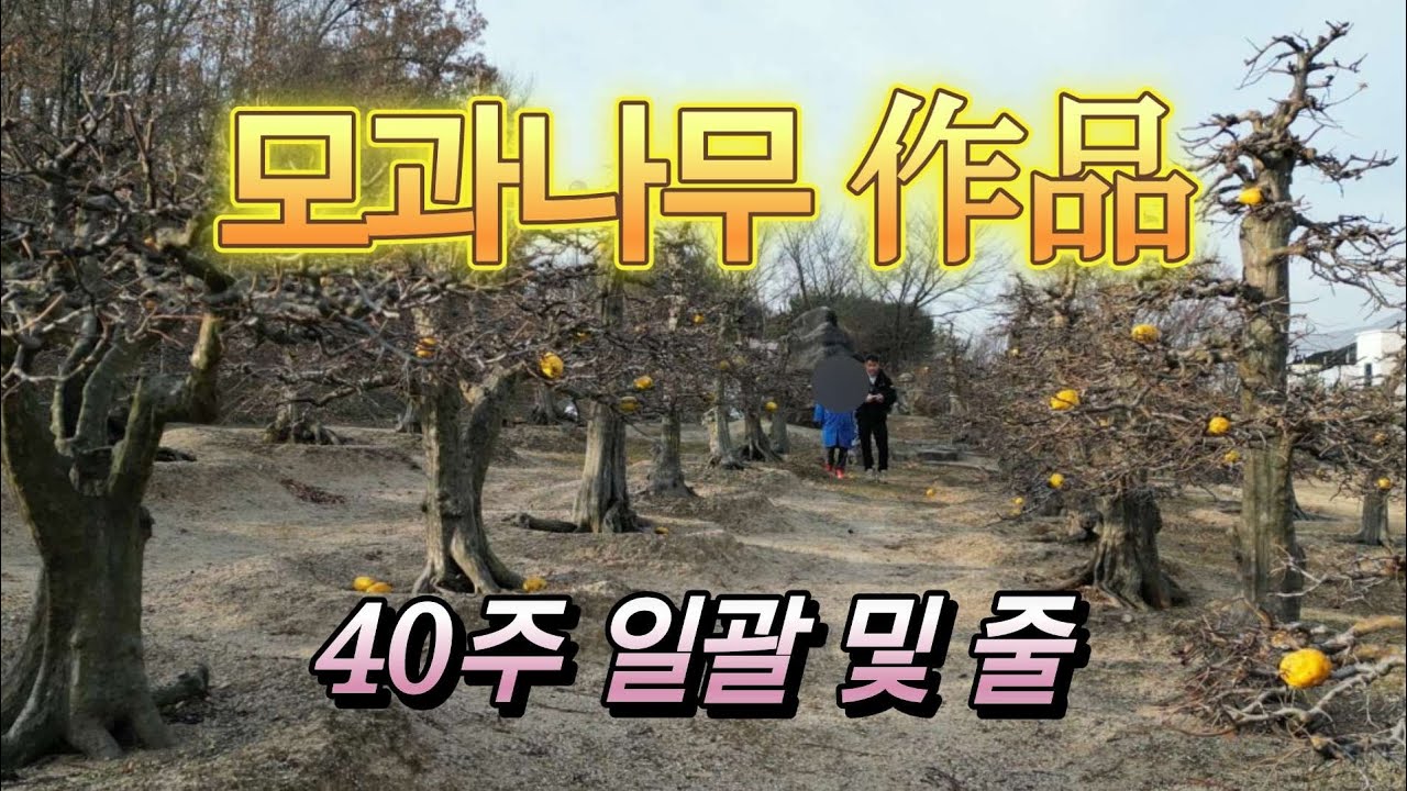 942번 #모과나무 {{{판매중}}} 진정한 作品 모과나무 특수목 40주 /판매가격은 더보기란에