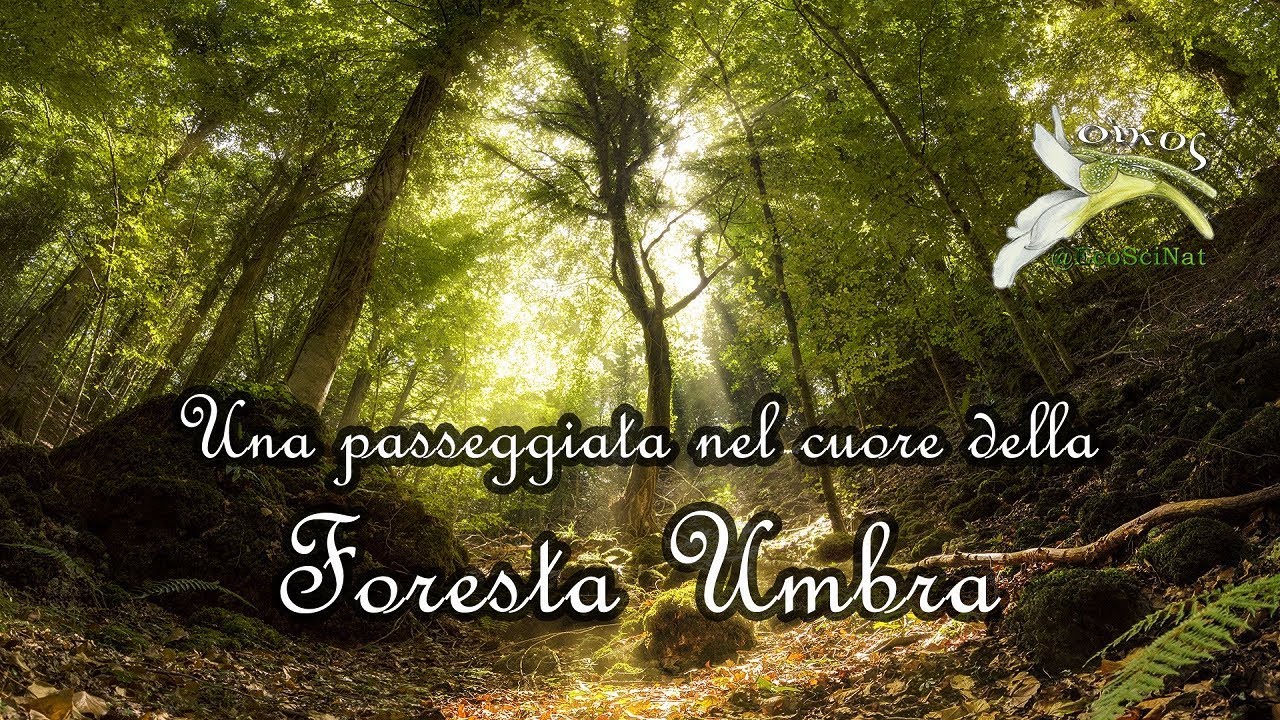 Nel cuore della Foresta Umbra