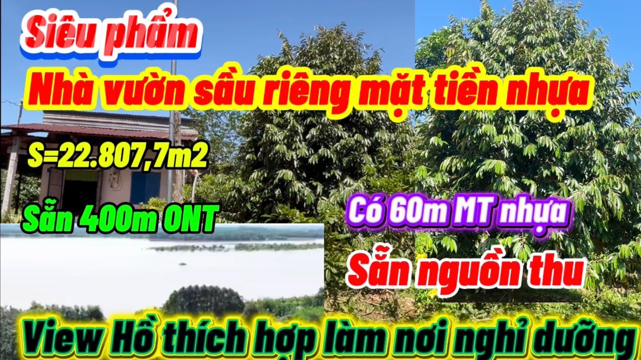 528🌹 siêu phẩm nhà vườn sầu riêng đang thu mặt tiền nhựa view hồ lớn làm nơi nghỉ dưỡng tuyệt vời ạ 