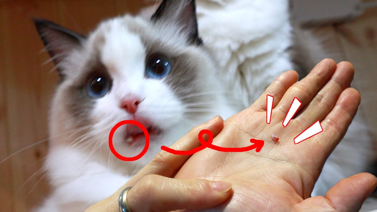 아기고양이 지젤이 이빨 빠진 날! (귀여운 유치 득템!!)
