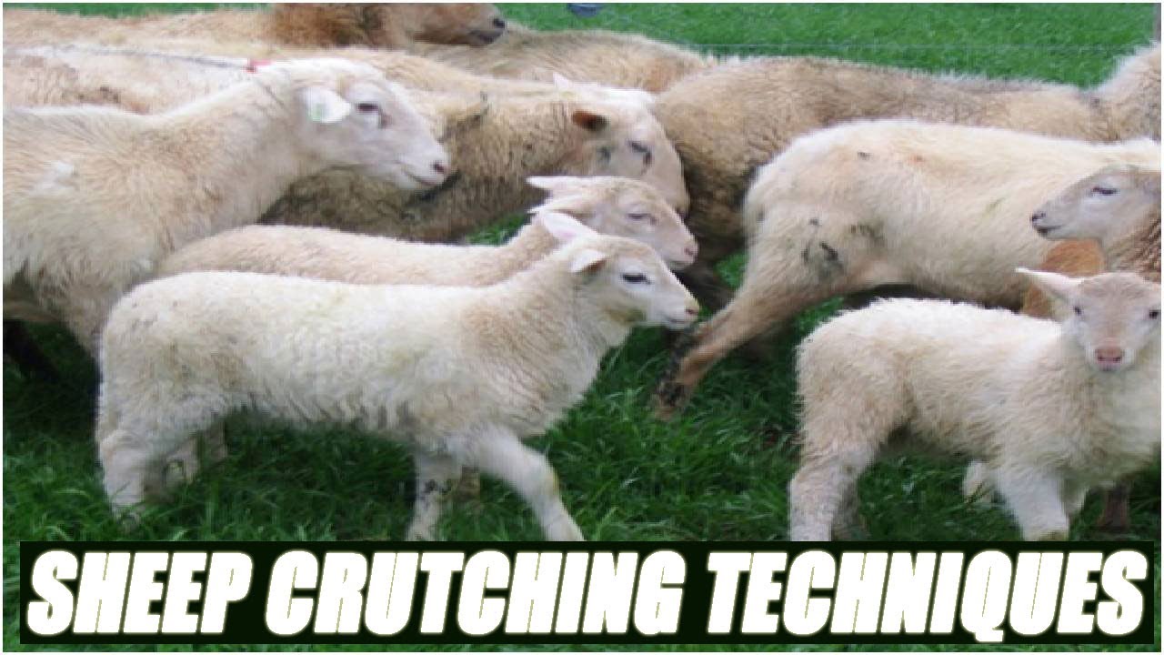 Sheep Crutching Techniques