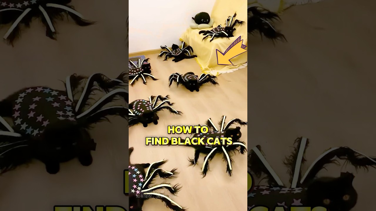 If you have black cats, never buy this custom