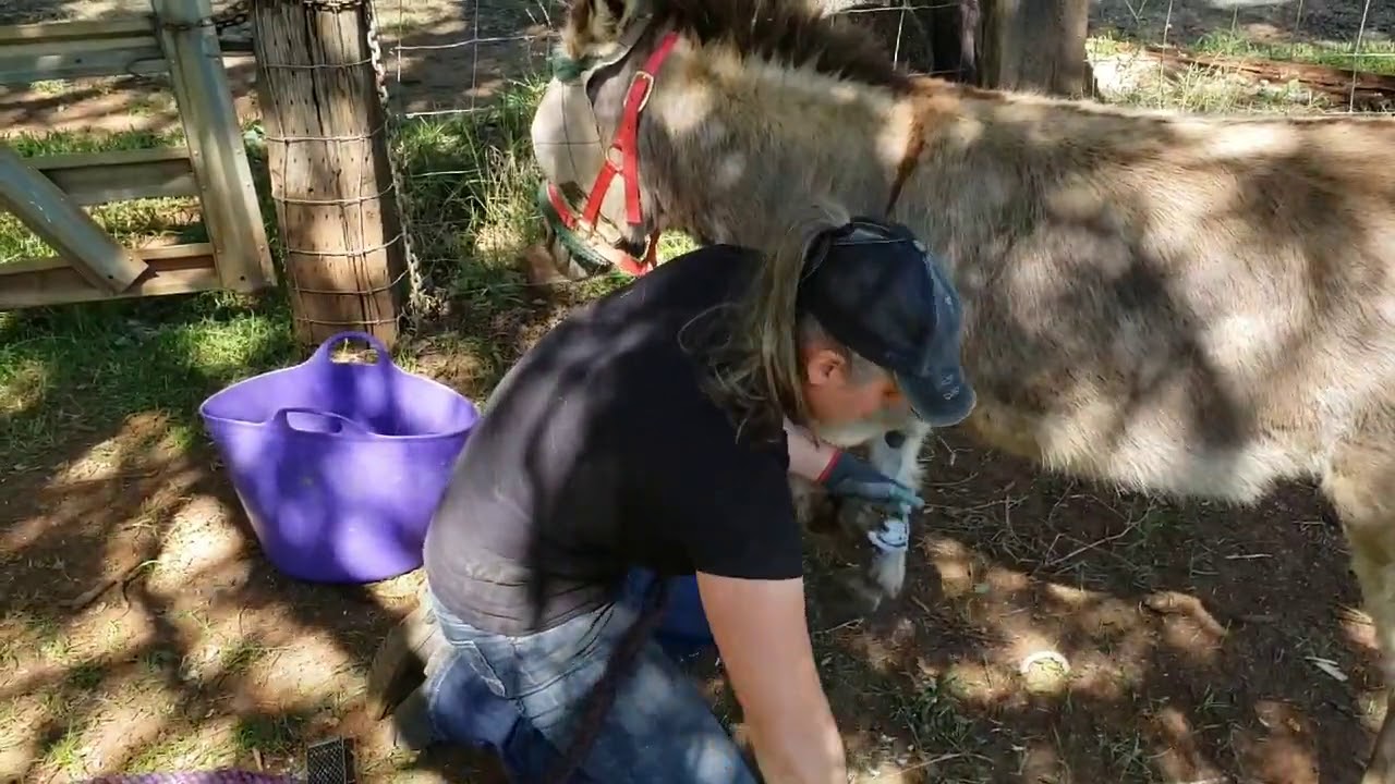 Difficult Mini donkey Hoof Trim