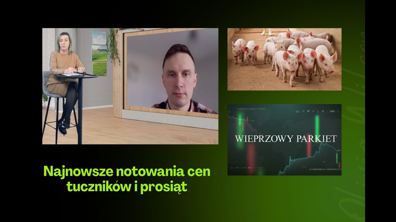 Wiosenny wiatr na rynku tuczników: ceny w górę, ale warchlaki duszą opłacalność
