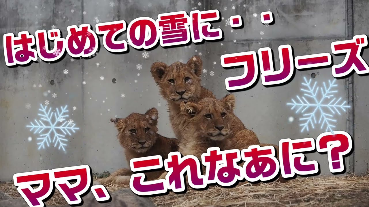 初めての雪❄️にフリーズ😨【ママこれなぁに？】 #のんほいパーク #シルク #三つ子 #ライオン #アース #旭山動物園 #桐生が岡動物園 #安佐動物園 #lion  #雪  #フリーズ
