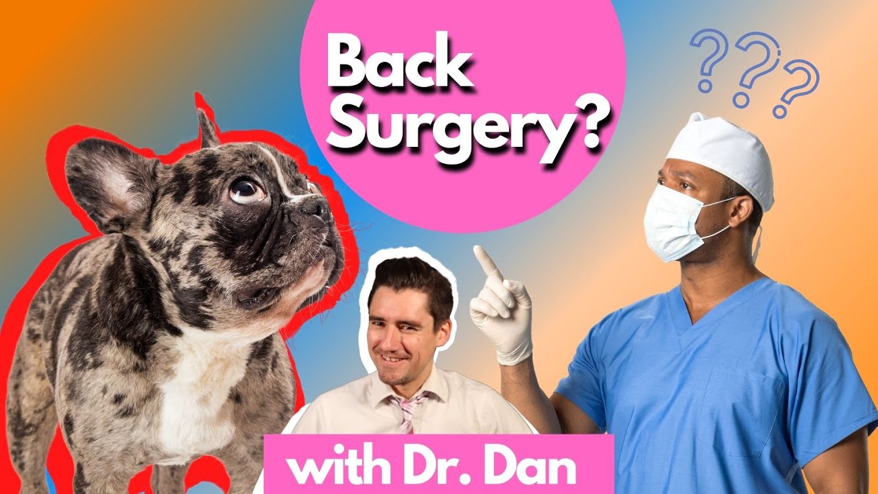Does your dog need Back Surgery?  Dr. Dan explains disc disease and surgery in dogs.