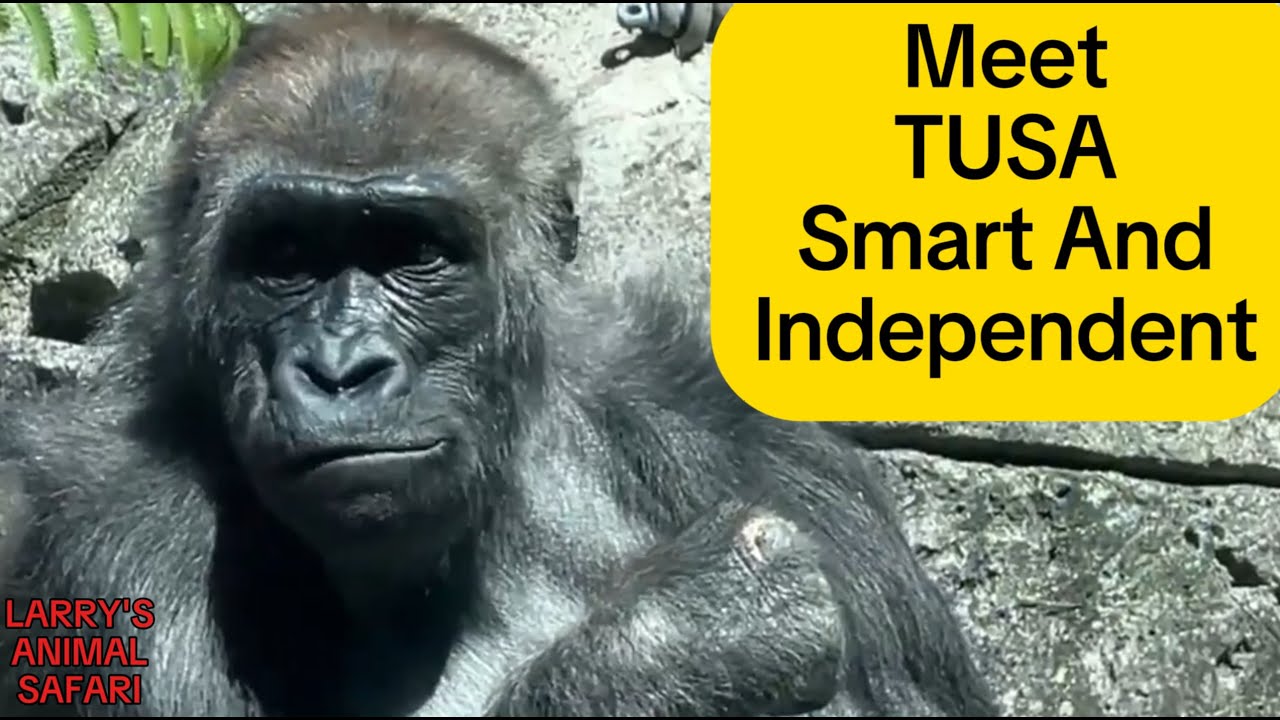 Познакомьтесь с Тусой в зоопарке Кливленд Метропаркс #gorillas
