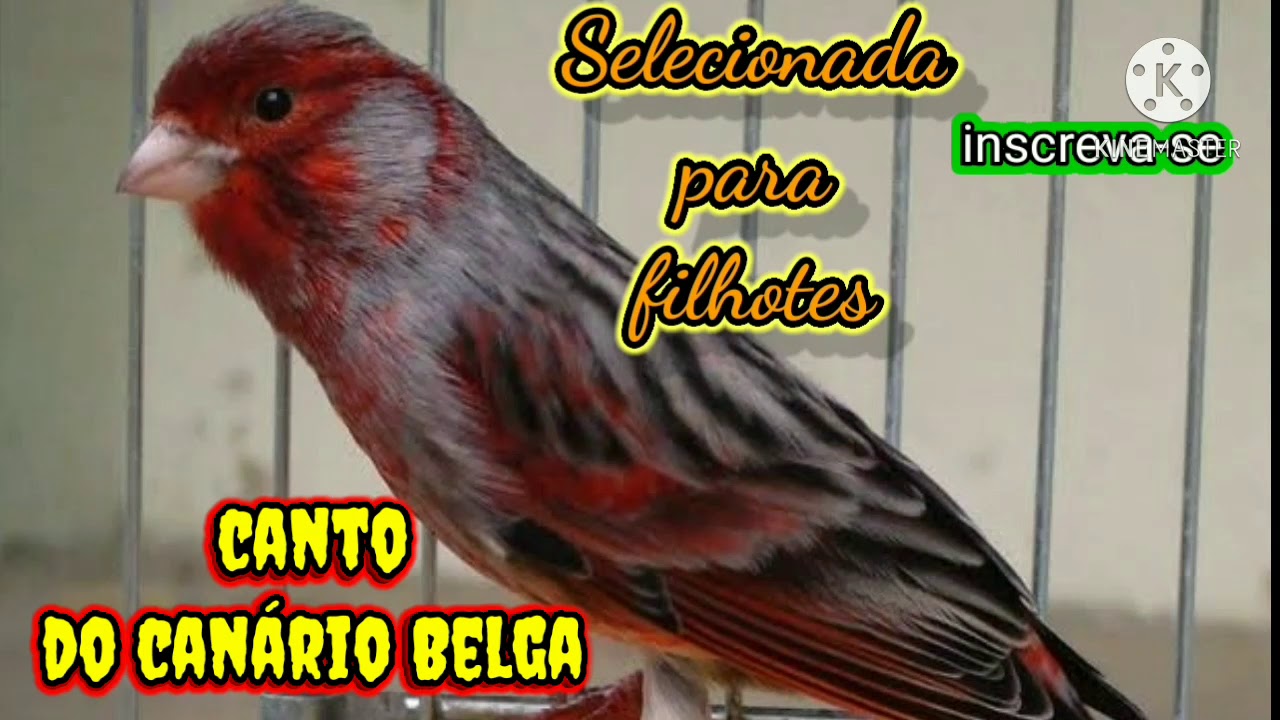 canário Belga cantoria original campainha