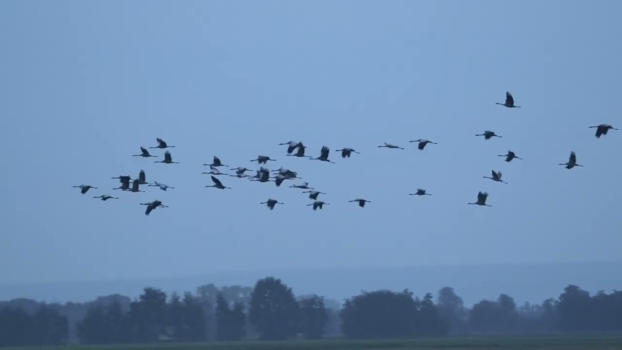 Bei den Kranichen im Rehdener Geestmoor.