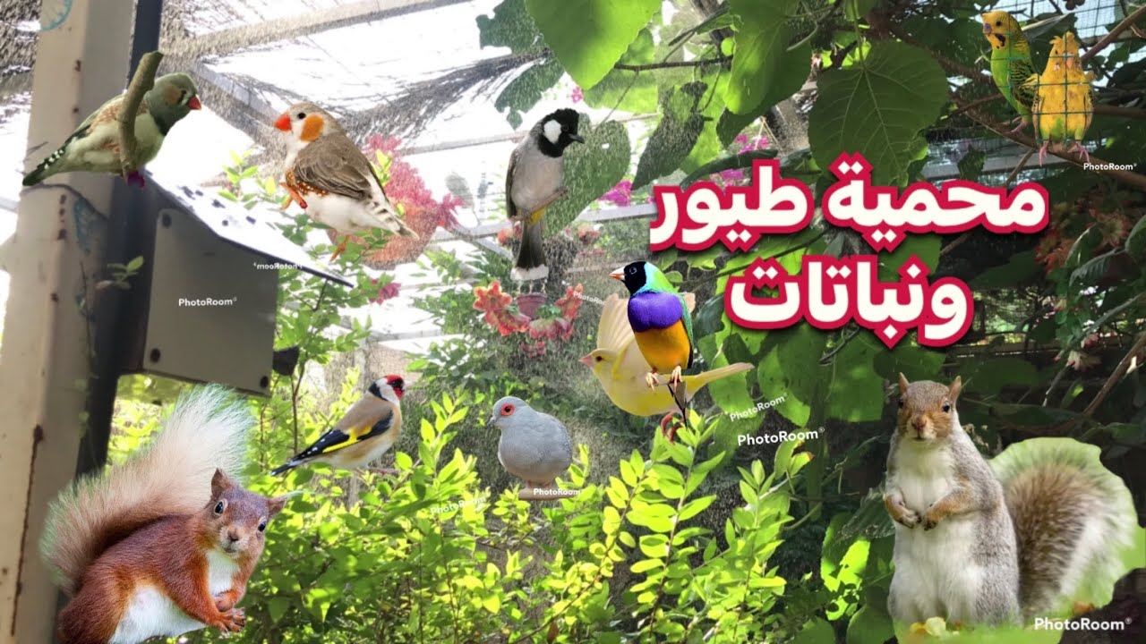 محمية الطيور والنباتات فيدو جديد زرعنا🌱وتفقدنا الطيور 🌱شوفوا بديل القبابي