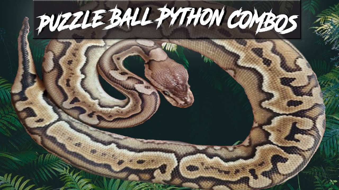 Puzzle Ball Python Morph Combos | Jack's Reptiles