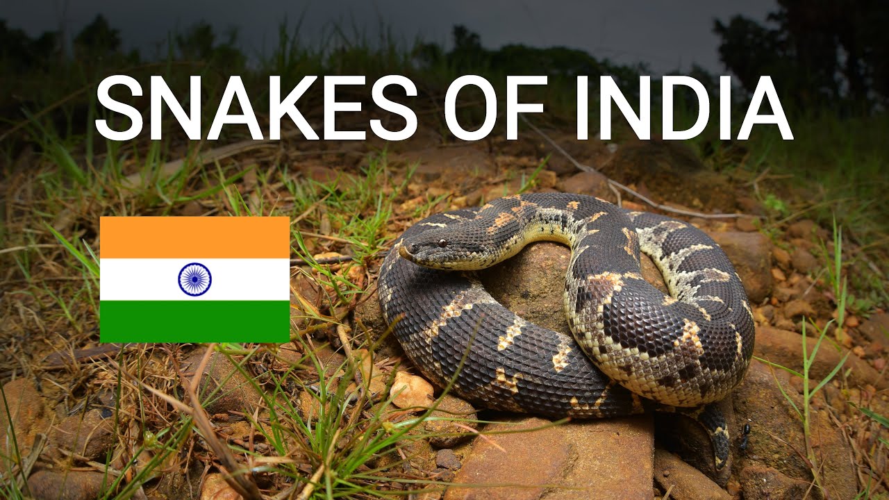 5 snake species from India, Russell's viper, Indian rat snake, Common sand boa, keelback, bronzeback