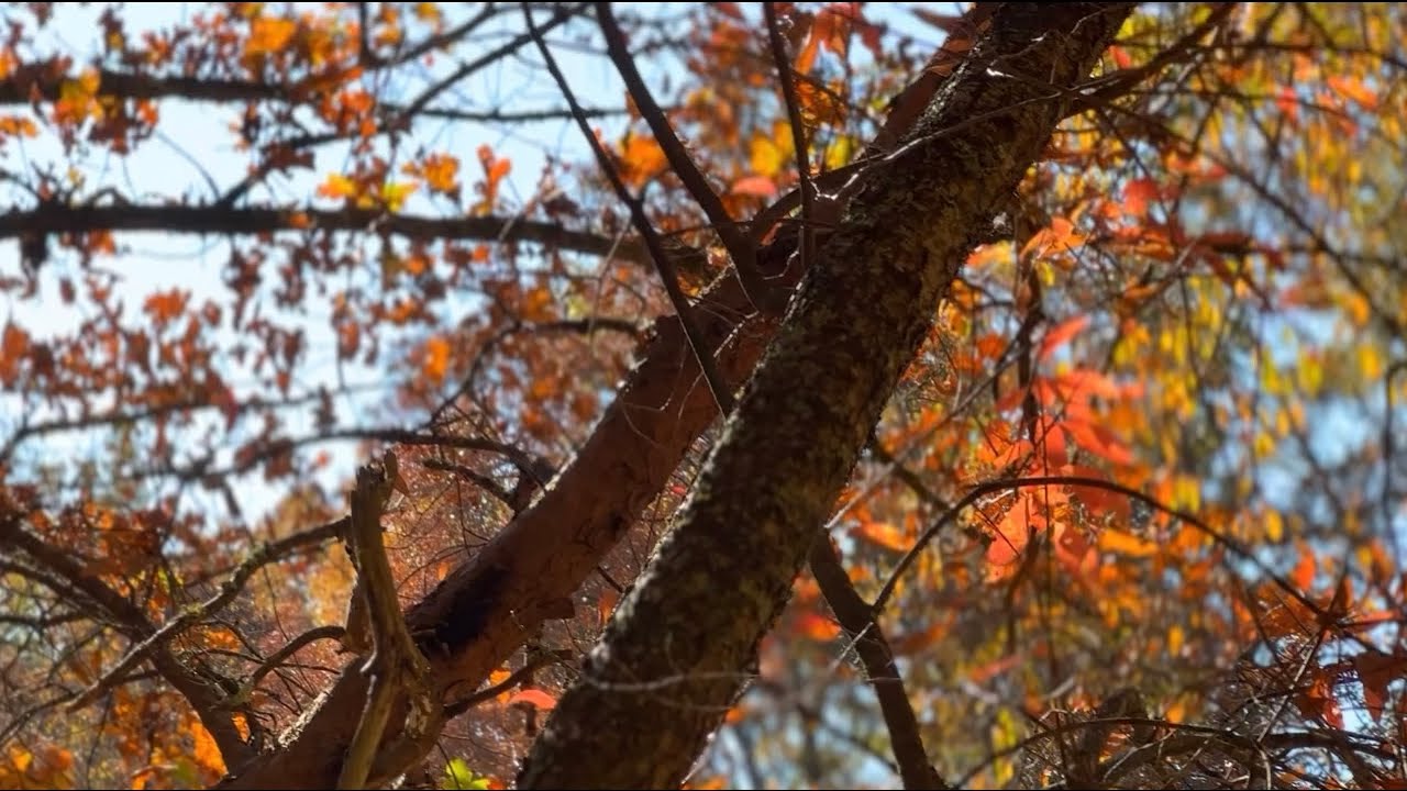 Walk with me | Fall in the Appalachian Mountains 🍂