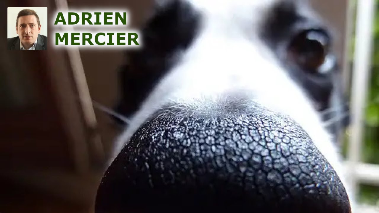 Découvrez Pourquoi la Truffe de Votre Chien Est Toujours Humide !
