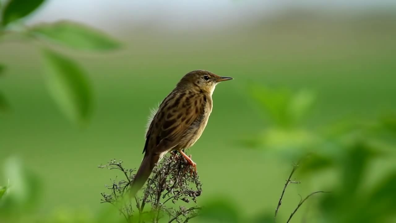 bird(Grasshopper Warbler) singing, what an angel voice ) #Shorts