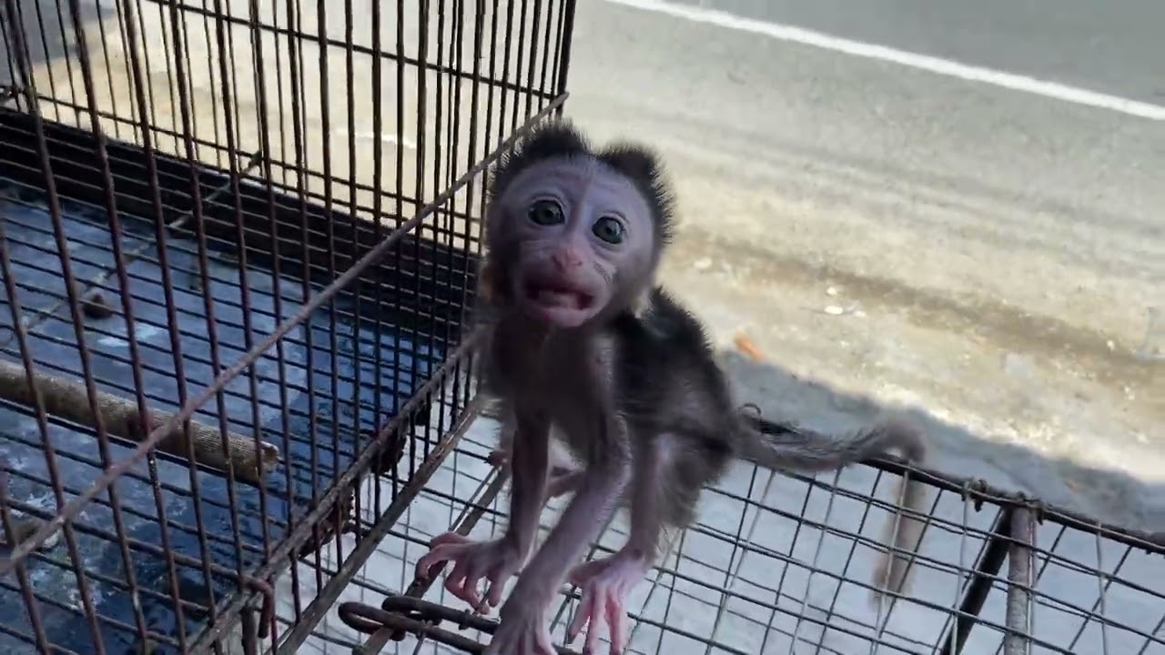 Poor Baby Monkey At Animal Market