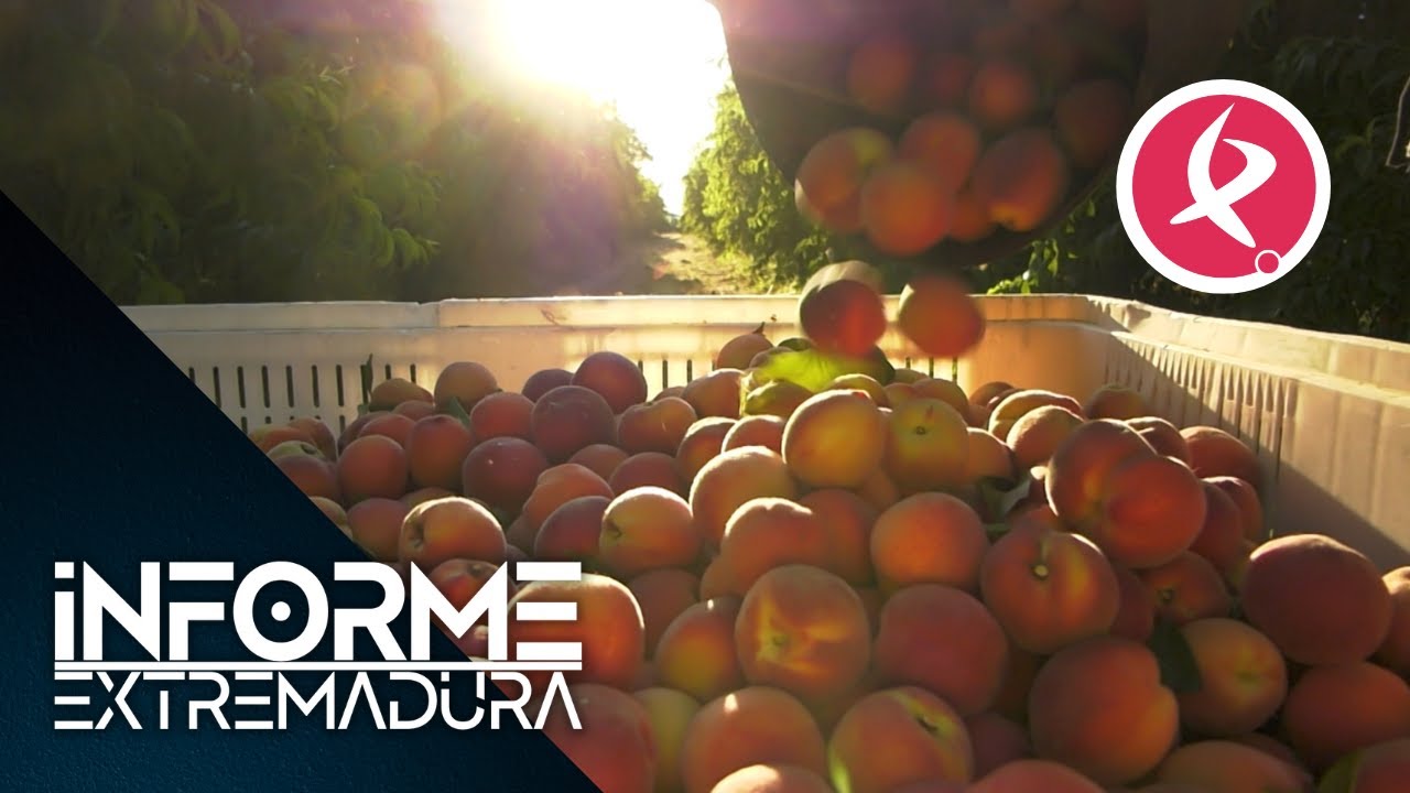 La recogida del melocotón: sabor e imagen | Informe Extremadura