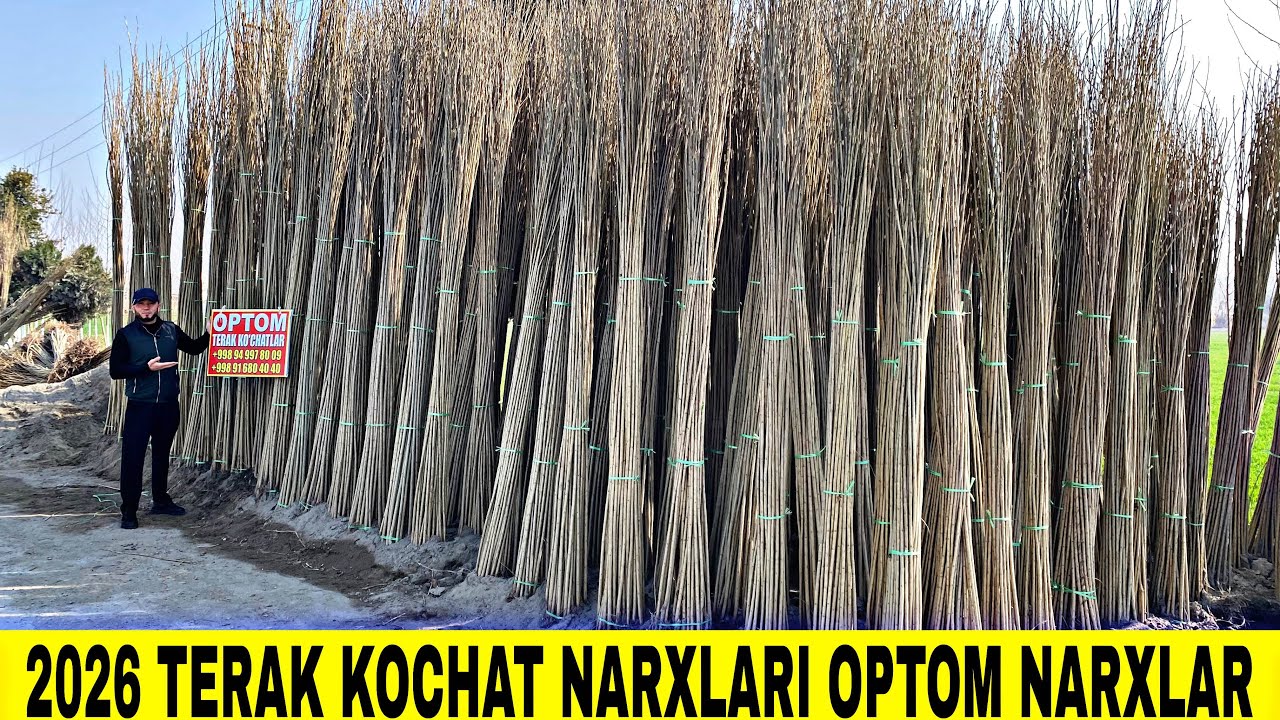 TERAK KOCHATLAR OPTOM NARXLARDA QUVA TERAK BOZORI