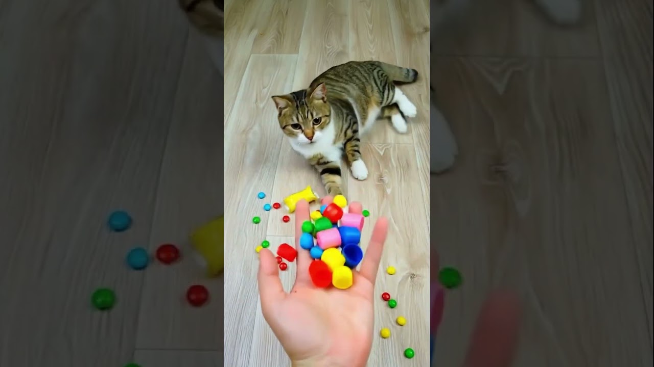 🐱✨ Cat Barsik Playing with Beads 💛💚❤ & Domino | Satisfying Reverse Video ✨