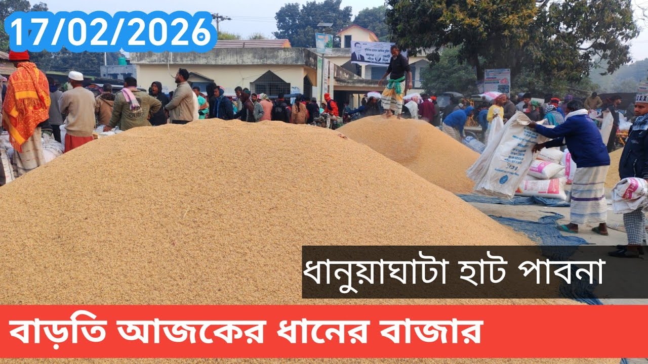 17 February 2026 বাড়তি আজকের ধানের বাজার দর। Paddy rice market price rate 