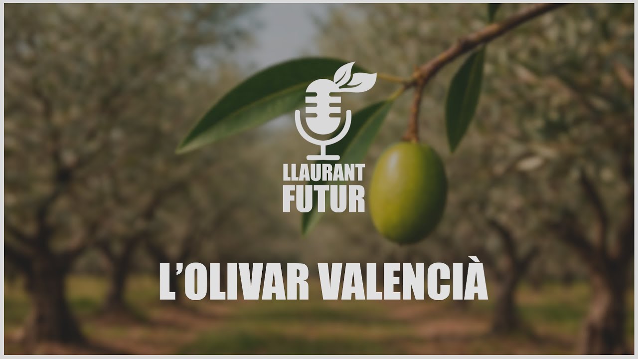 LLAURANT FUTUR | Capítol 3 | L’olivar valencià: territori, rendibilitat i futur