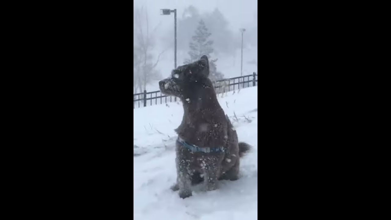 Dog or Bear? - Daily Animal Videos #47