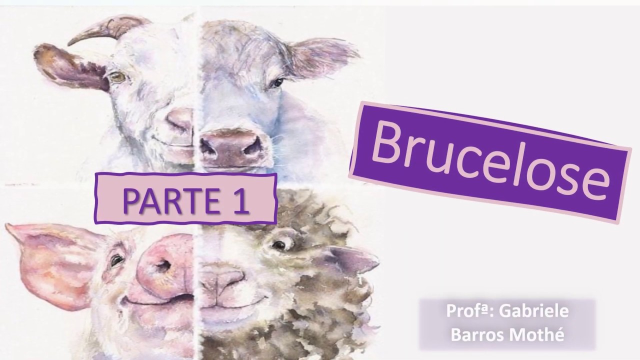BRUCELOSE - parte 1 (medicina veterinária)