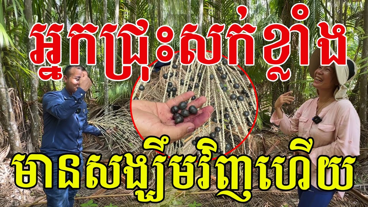 អ្នកជ្រុះសក់មានសង្ឃឹមហើយ ផ្លែនេះតូចៗ តែគុណប្រយោជន៍ពិតជាអស្ចារ្យ