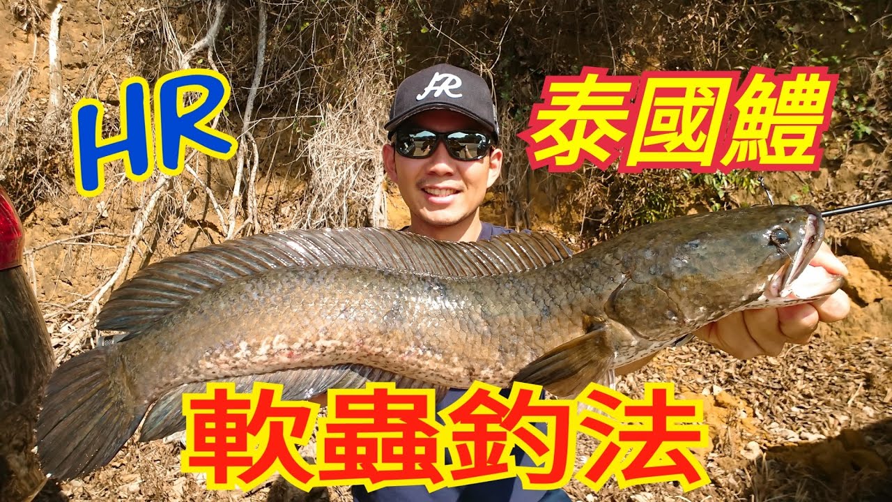 HR VALLEY HUNTER 溪谷獵人軟蟲釣呆呆釣組講解(泰國鱧魚、呆呆、選餌、無鉛、JIKA RIG、OSP)