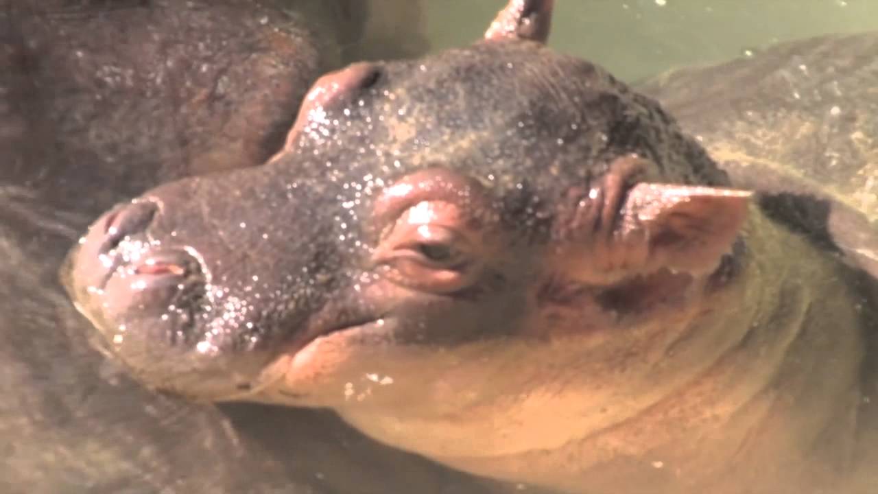L.A. Zoo Baby Hippo Swimming