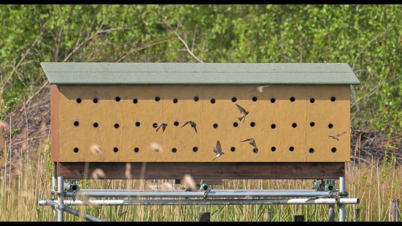 Sand Martin Box  Did It Work
