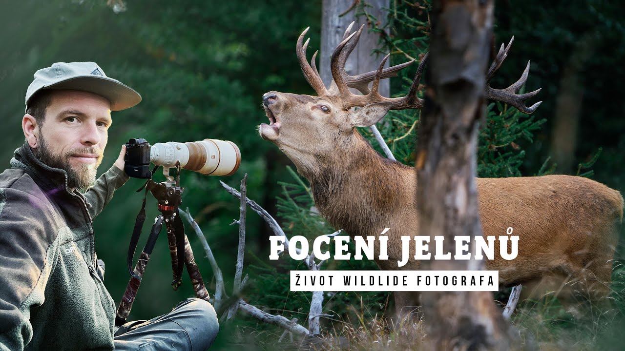 TOHLE BYLO DIVOKÝ / DIVOKÁ PŘÍRODA UPROSTŘED ČECH / WILDLIFE VLOG