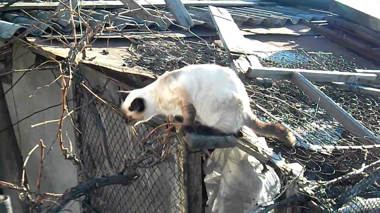 Samsung ST65 digital camera