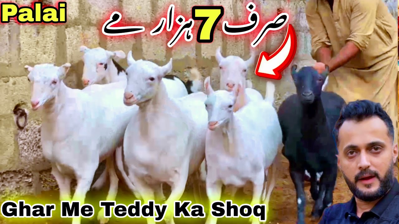 Self Feed Ka Heavy Tedda Bakra Or Teddy Bakriyan Ka Shoq For Qurbani 2026 | Lalukhet Bakra Mandi