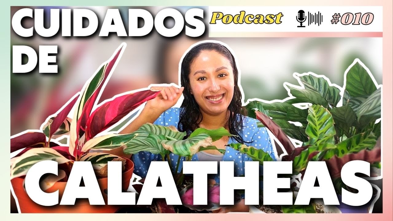 CUIDADOS de CALATHEAS - GUÍAS para CUIDARLAS | Yahis plantil Podcast #010
