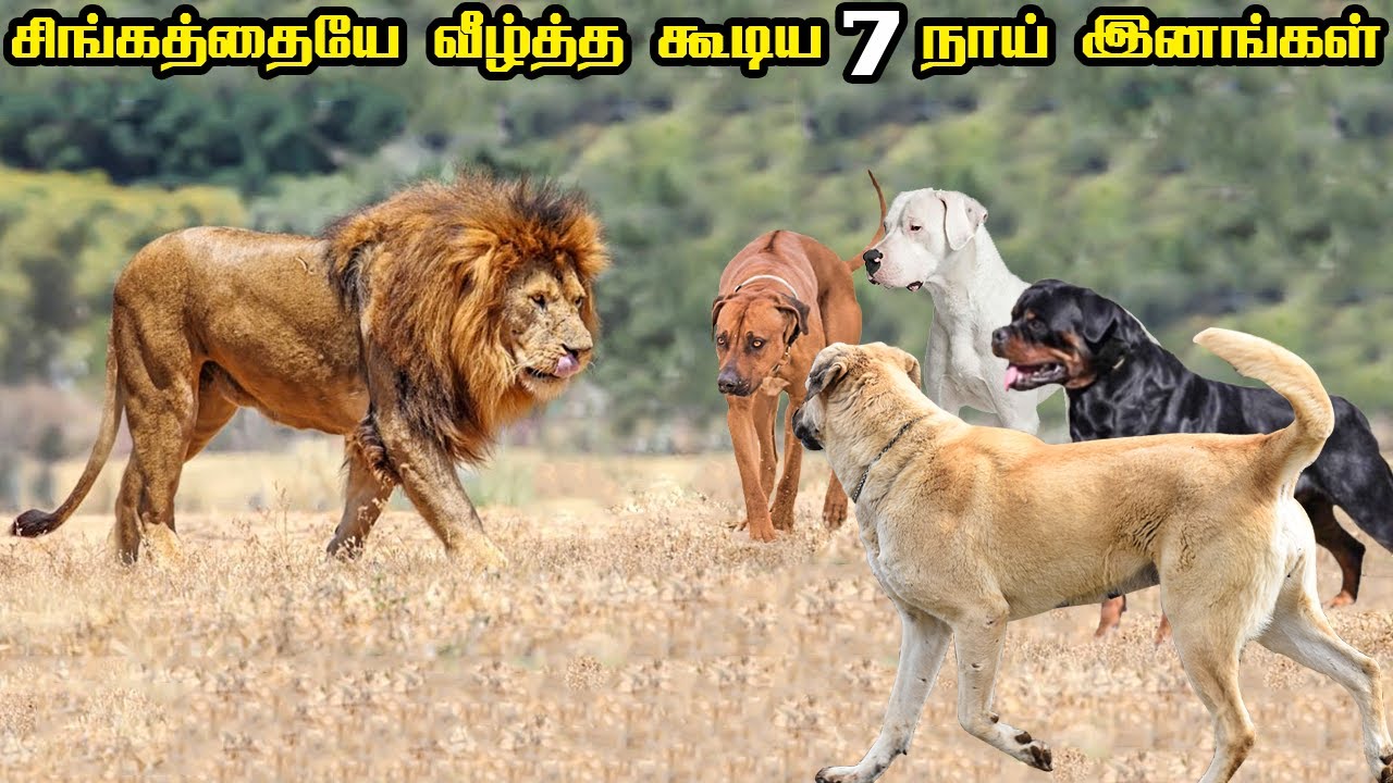 Top 7 Dog Breeds that can defeat a Lion in Tamil | சிங்கத்தையே வீழ்த்த கூடிய 7 நாய் இனங்கள்