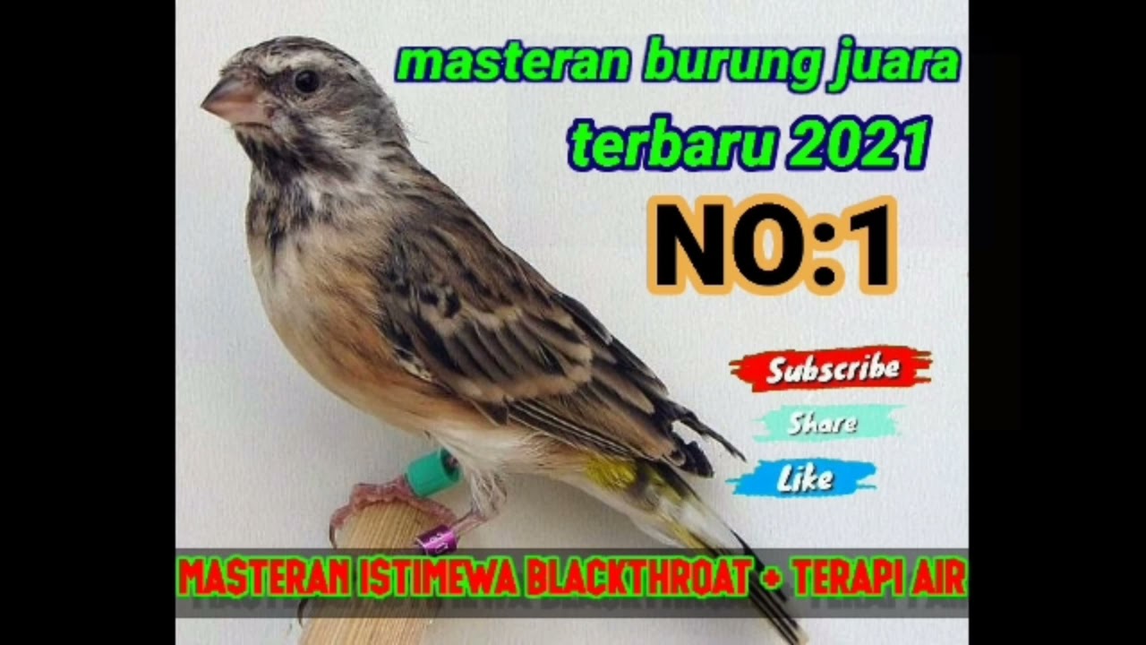 kicau burung blackthroat gacor jernih+back sound terapi air terbaru 2021