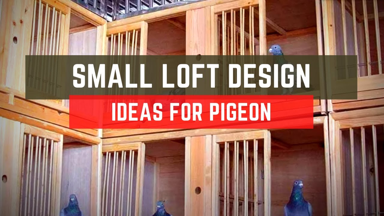 🔴 Small Loft Design Ideas For Pigeon