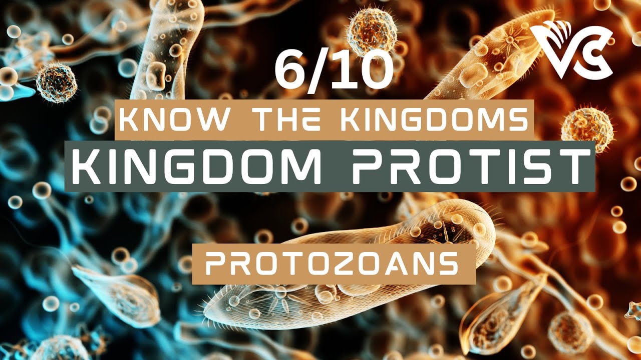 Protozoan Ep. 10 #protista #protozoa #taxonomy #microbiology #biology #lecture #podcast #podcasts